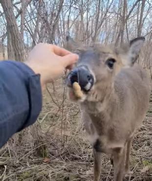 do deer eat peanuts in the shell|More.